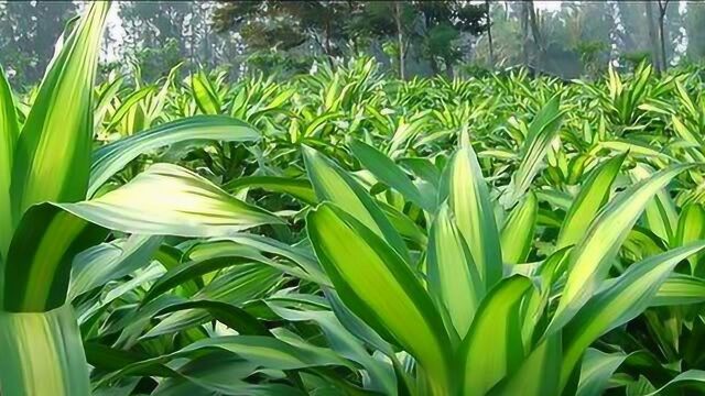 植物那些事儿—巴西铁