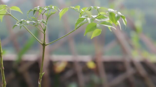 养幸福树了解3个命脉所在,不黄叶不烂根