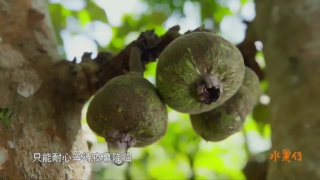 水果传:木瓜榕果中的多种氨基酸,维生素和矿物质,能够帮助增强免疫力