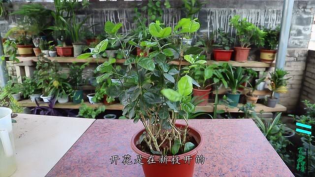 茉莉花怎么打顶?只要枝条选择对,剪对了来年花开满盆