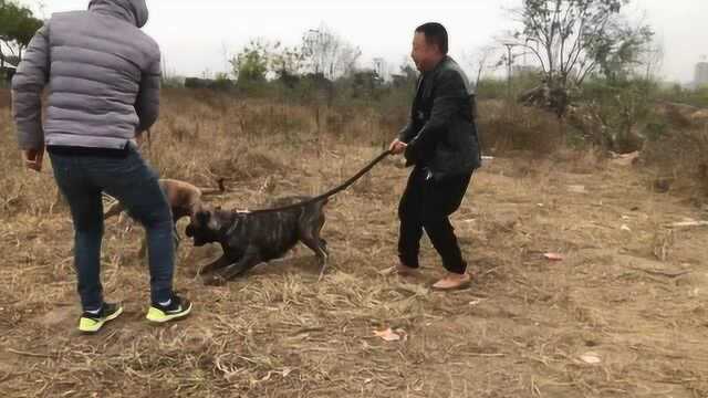 带大家欣赏下加纳利猛犬,它易激动,好打斗,被许多国家禁养