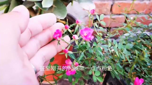 月季花什么季节开花最标准?秋季开花标准吗?一起了解一下