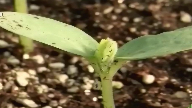 花雷甜瓜嫁接方法,采用贴接法和顶插接法,成活率高、易管理