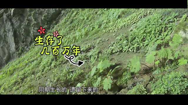 “植物大熊猫”报春苣苔,与恐龙同期的国家一级保护植物