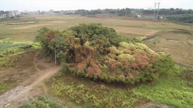 湛江遂溪有一棵“神树”,子孙太多一木成林,里面还供有一座庙