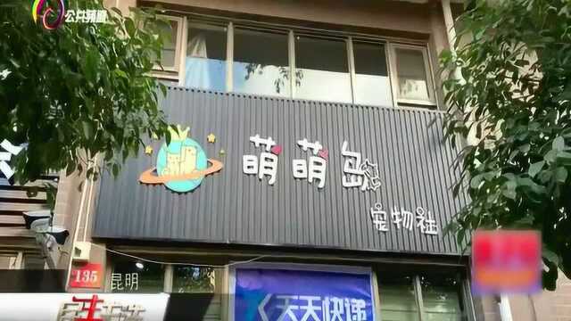 “双十二”宠物用品销售走俏,铲屎官们继续“补仓”