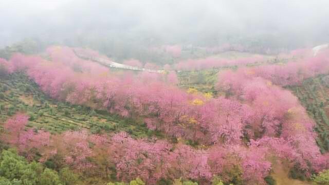 去贵州必打卡!5000株冬樱花盛开,遇低温凝冻变满树“冰花”