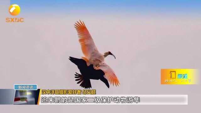 汉中洋县湑水河上空上演“隼鹮大战”