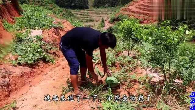 石头秀说农:农村大妈山上摘西瓜,西瓜免费吃,真甜