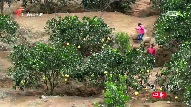 老广的味道:成熟的柚子黄中带绿,以葫芦形或梨形为好