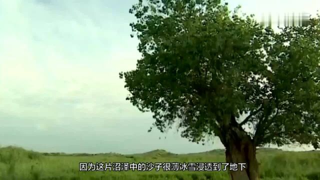 沙漠3000“泉眼”!已成为保护区,发现“泉源头”时专家愣住了