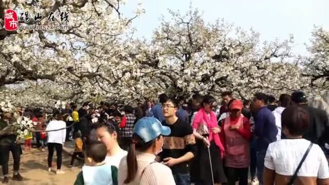 砀山梨花海景区爆满!