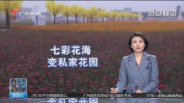 湛江 景区关闭 七彩花海成村民私家花园