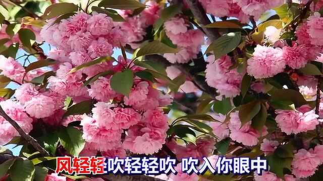 一首情歌《杨花》