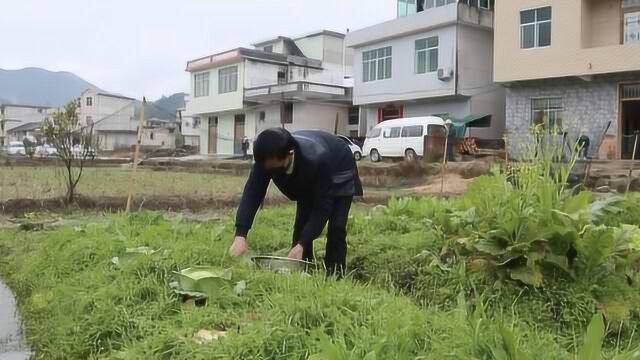 取消集市村庄推出“共享菜园”:自己采摘,减少接触