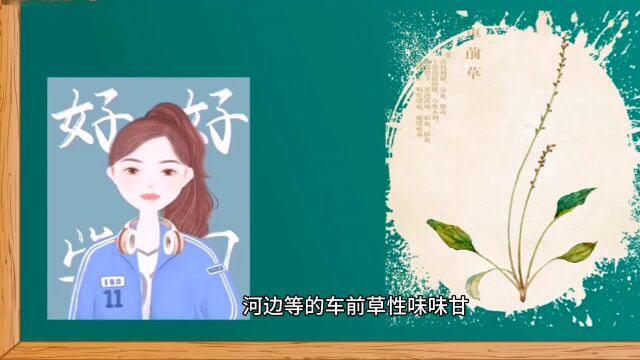 第1集|识中华本草之《车前草》