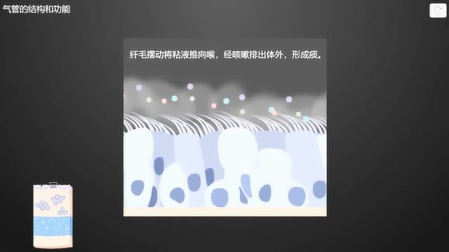 【生物】气管的结构和功能