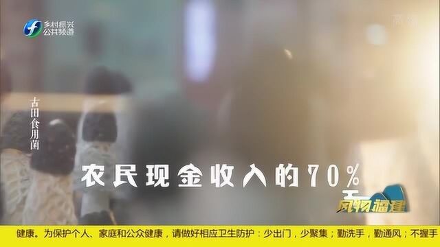 古田食用菌——食用菌相关的产业功效活动占农民现金收入的70%