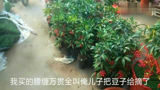 最适合客厅的三种绿植,一年四季常绿,你喜欢哪种呢