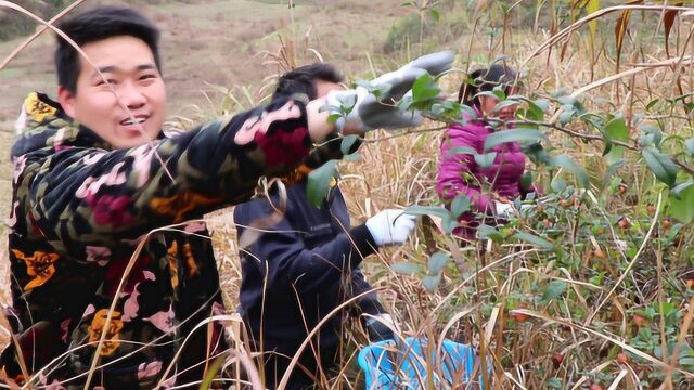 小农乡:跟岳父进山,拔开草丛,双手摘不过来,一小时收获30斤