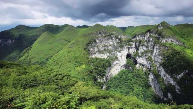 全球最大地下原始森林,面积约9.6万平方米,藏在我国一处天坑中