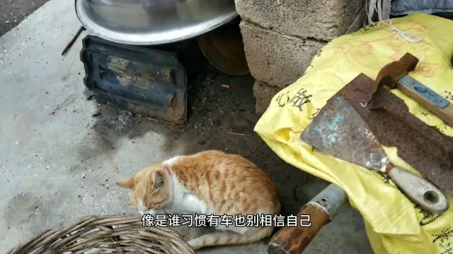 l姥姥家的猫,可爱的猫猫,每次都想把你带回家.