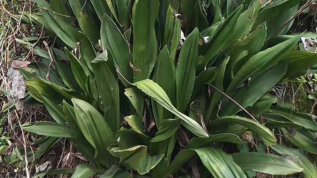 农村植物:万年青,制作室内盆栽几大好处,看完都想种一盆