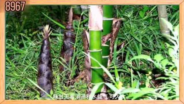 第14集 | 识中华本草之《竹》