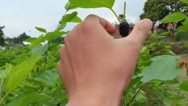 在广东农村,这种果子二三月就成熟了,重要的是,不用钱随便摘