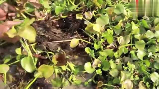 老塘边搞野,拽开水葫芦野货纷纷露出来,小伙抓得真叫一个爽