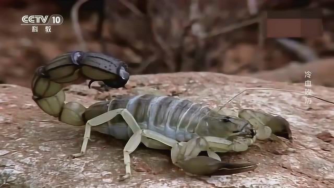 蝎子种类竟有1500多种最强武器是后腹部的刺