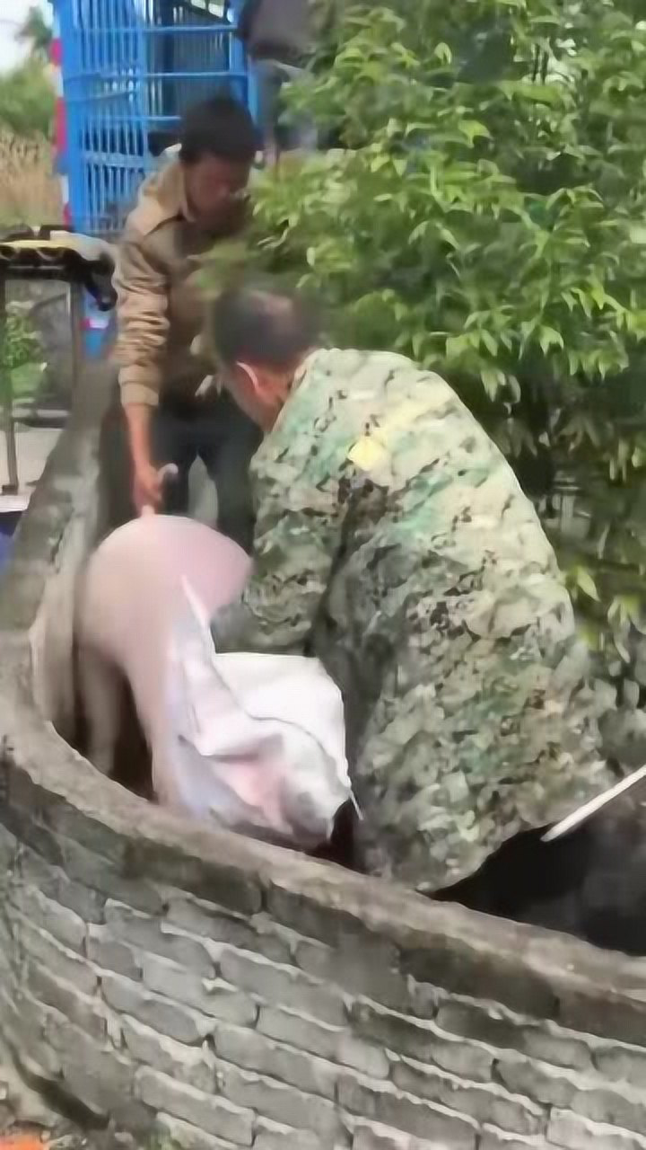 这猪的垂死挣扎厉害了4个人都没制服它网友八戒没事吧
