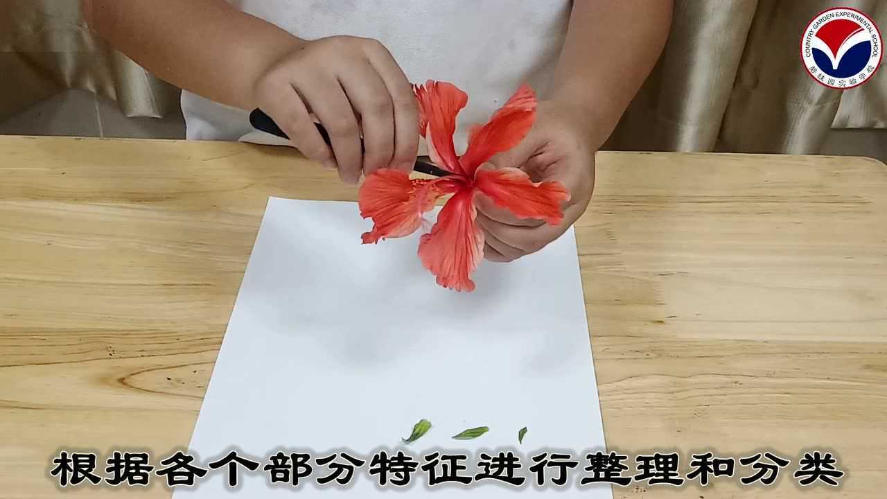 15植物的花:解剖一朵花_腾讯视频
