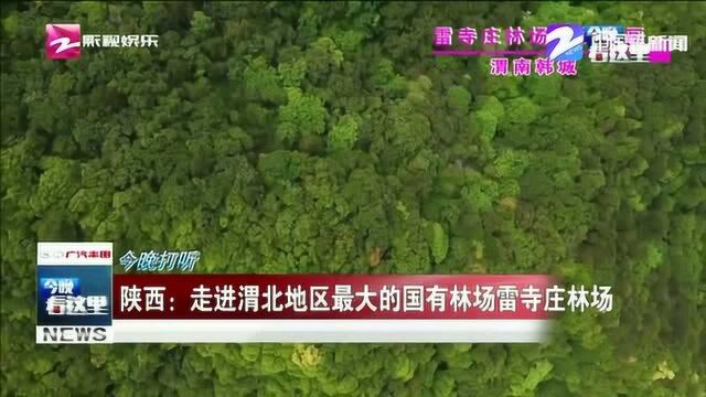 陕西:走进渭北地区最大的国有林场雷寺庄林场