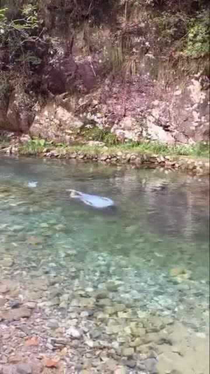 贵州天然游泳池农村10岁小孩河里戏水学游泳没有污染的河水太清澈