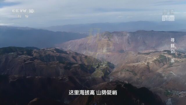 会泽县本地黑山羊山羊界的“暴走一族”|央视网