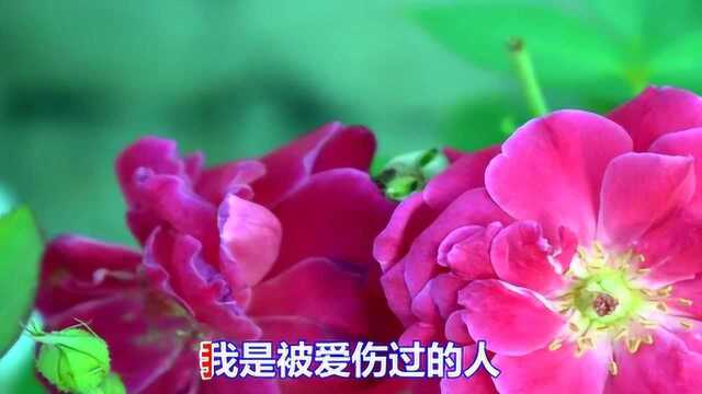 一曲伤感情歌《为什么伤害我》好听极了