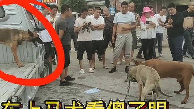 两只马犬对战,撕咬场面残忍无比,镜头真实记录全过程