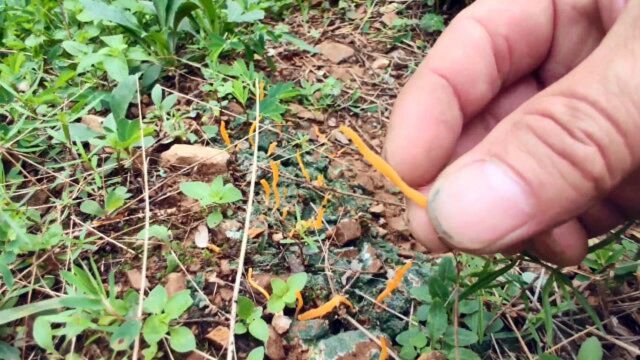 农村田野路边发现奇怪的植物,生长在铜绿色土壤上,有点像珊瑚