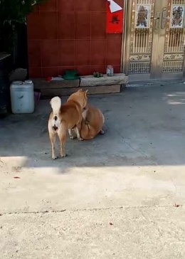 为什么狗子见到她妈妈，都把屁股撅起来，谁能告诉我？