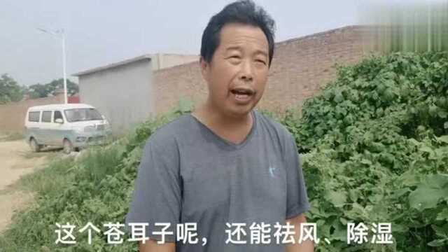 农村“苍耳子”成了香饽饽,这三大功效人人都需要,尤其治疗鼻炎