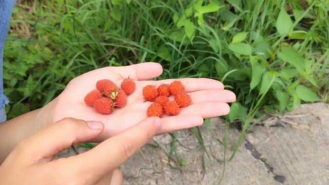 农村两种“树莓”长得很像,误食会闹肚子,吃前一定要分清