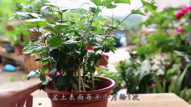 夏季茉莉花,巧用几个方法,植株生长速度快,花开不断