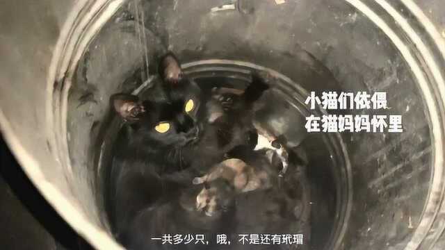 长毛黑猫:我再也不想回垃圾桶生宝宝了!