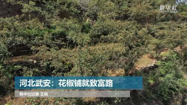 河北武安:花椒铺就致富路