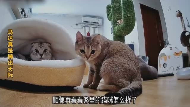 这猫咪真是懒出天际