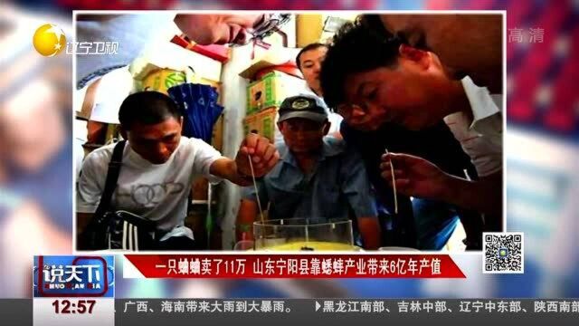 一只蛐蛐卖了11万,山东宁阳县靠蟋蟀产业带来6亿年产值