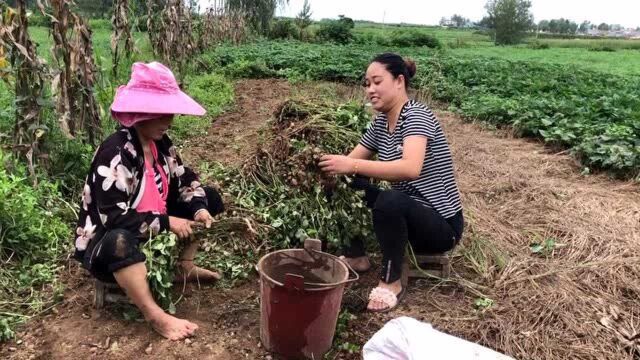 农村婆媳摘花生,懒媳妇用电车做摘花生神器,一天的活一会就搞定