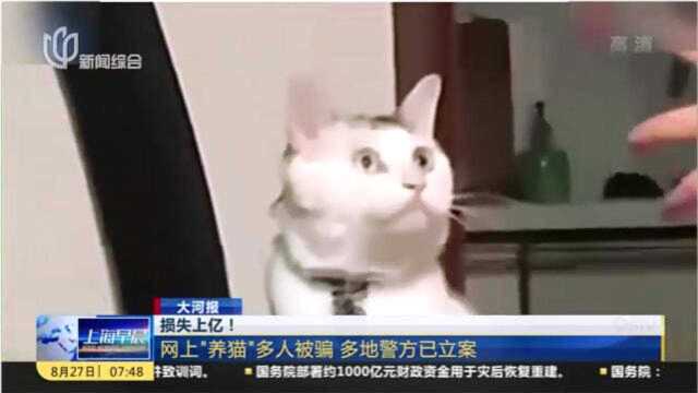 网上“养猫”就能赚钱?全国多人被骗,损失金额高达上亿元!