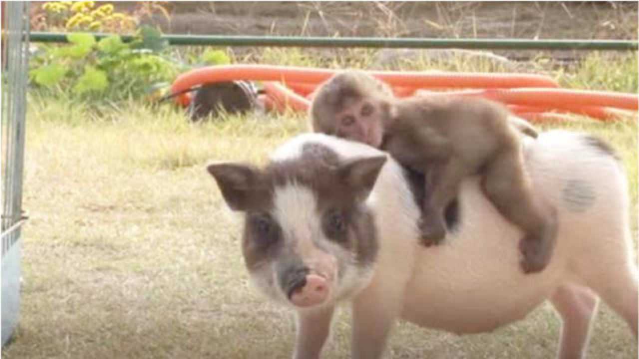 小猴子把猪当坐骑走哪都骑着网友八戒悟空是你们吗